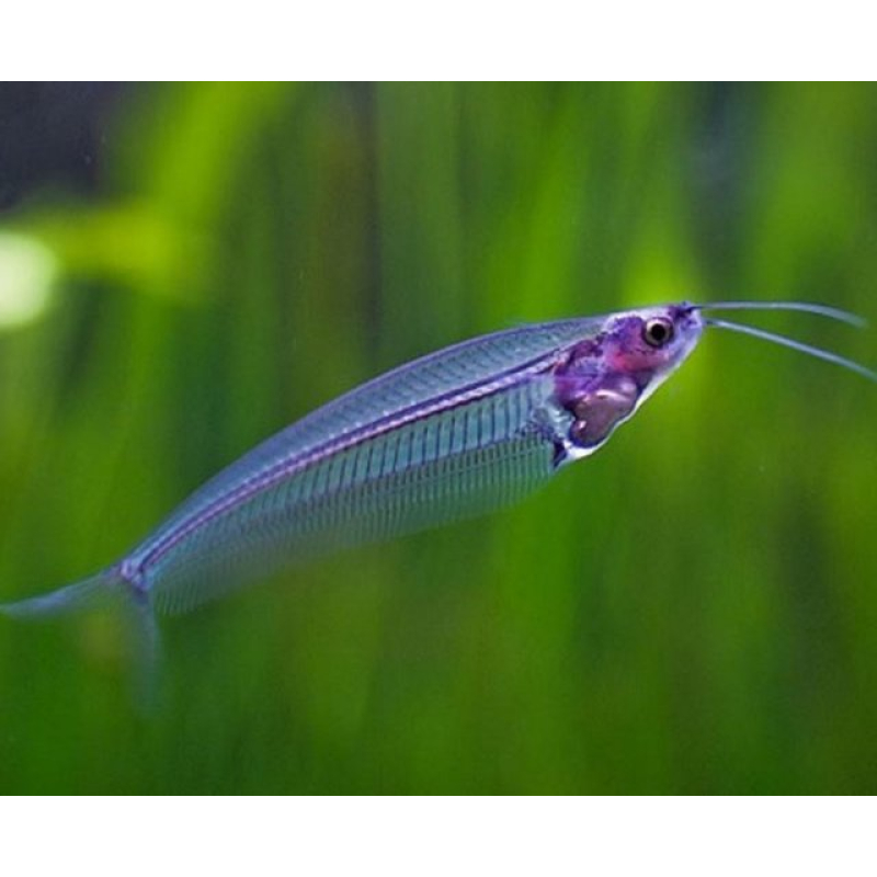 Indische glasmeerval